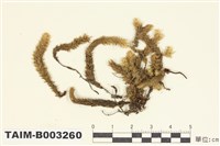 藏品(蕨苔科)的圖片